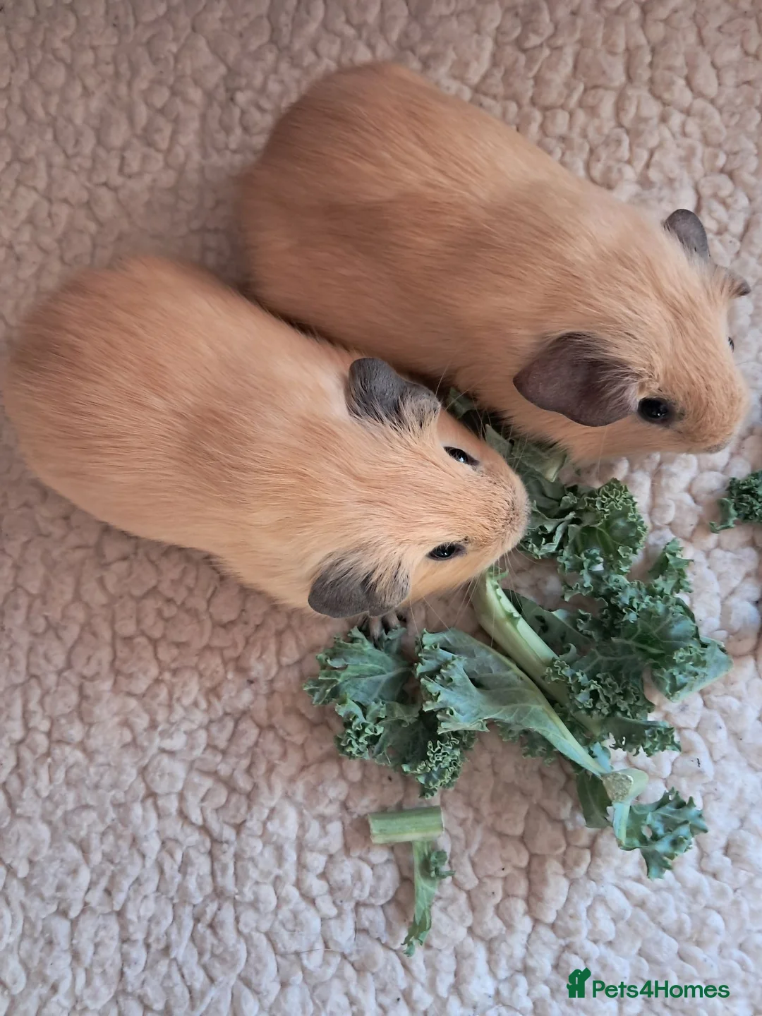 Guinea Pig rodents for sale: PURE CALIFORNIAN BABIES - Advert 2