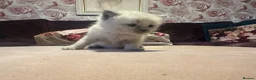 Ragdoll cats for sale: Pure blue point ragdoll kittens  - Advert 27