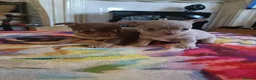 Chihuahua dogs for sale: Exquisite Tiny Chihuahua puppies.  - Advert 5