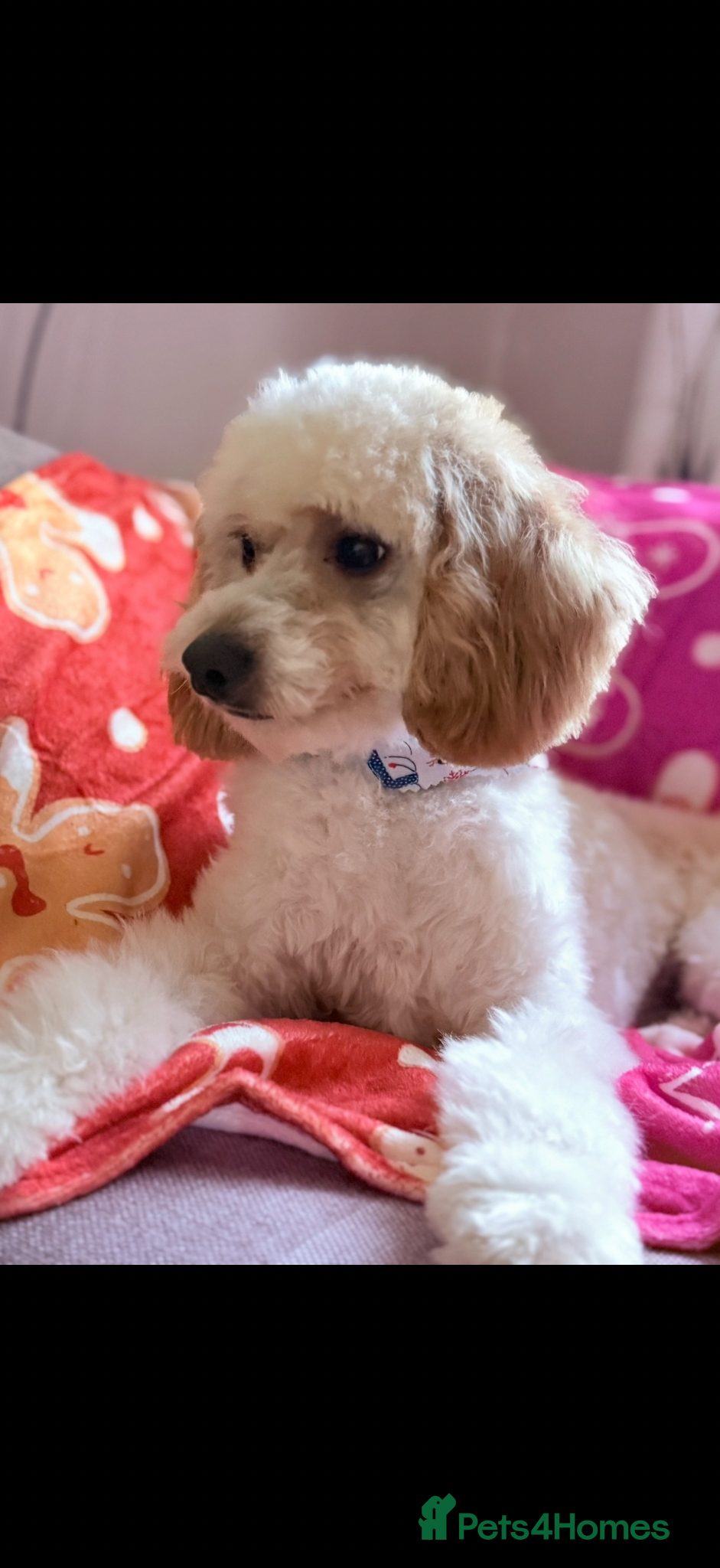 Mixed Breed dogs Rupert 🐶💙 - Advert 1