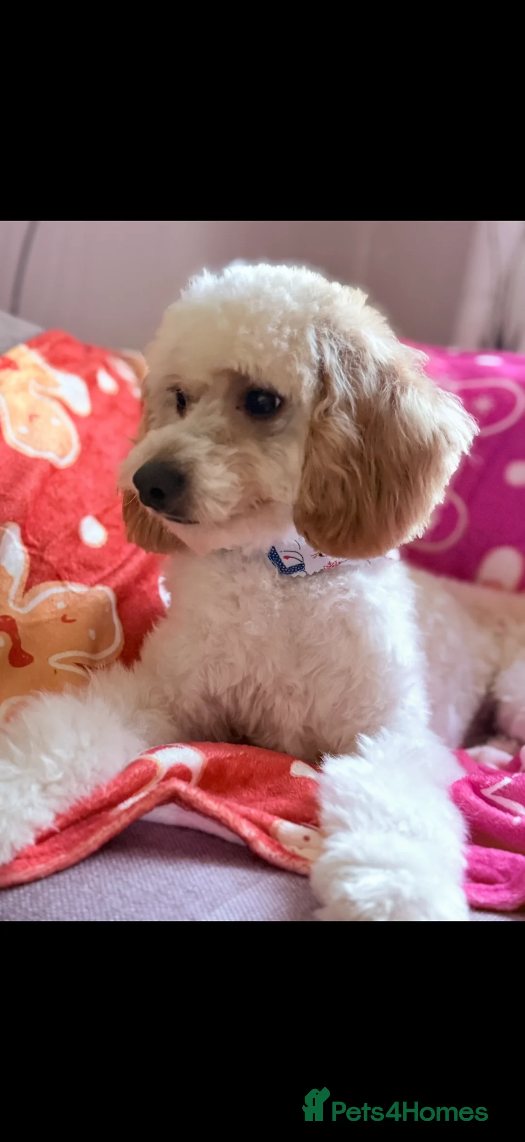 Mixed Breed dogs for sale: Rupert 🐶💙 - Advert 1