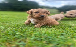 Poochon dogs for sale: Beautiful Poochon puppies - Image 3