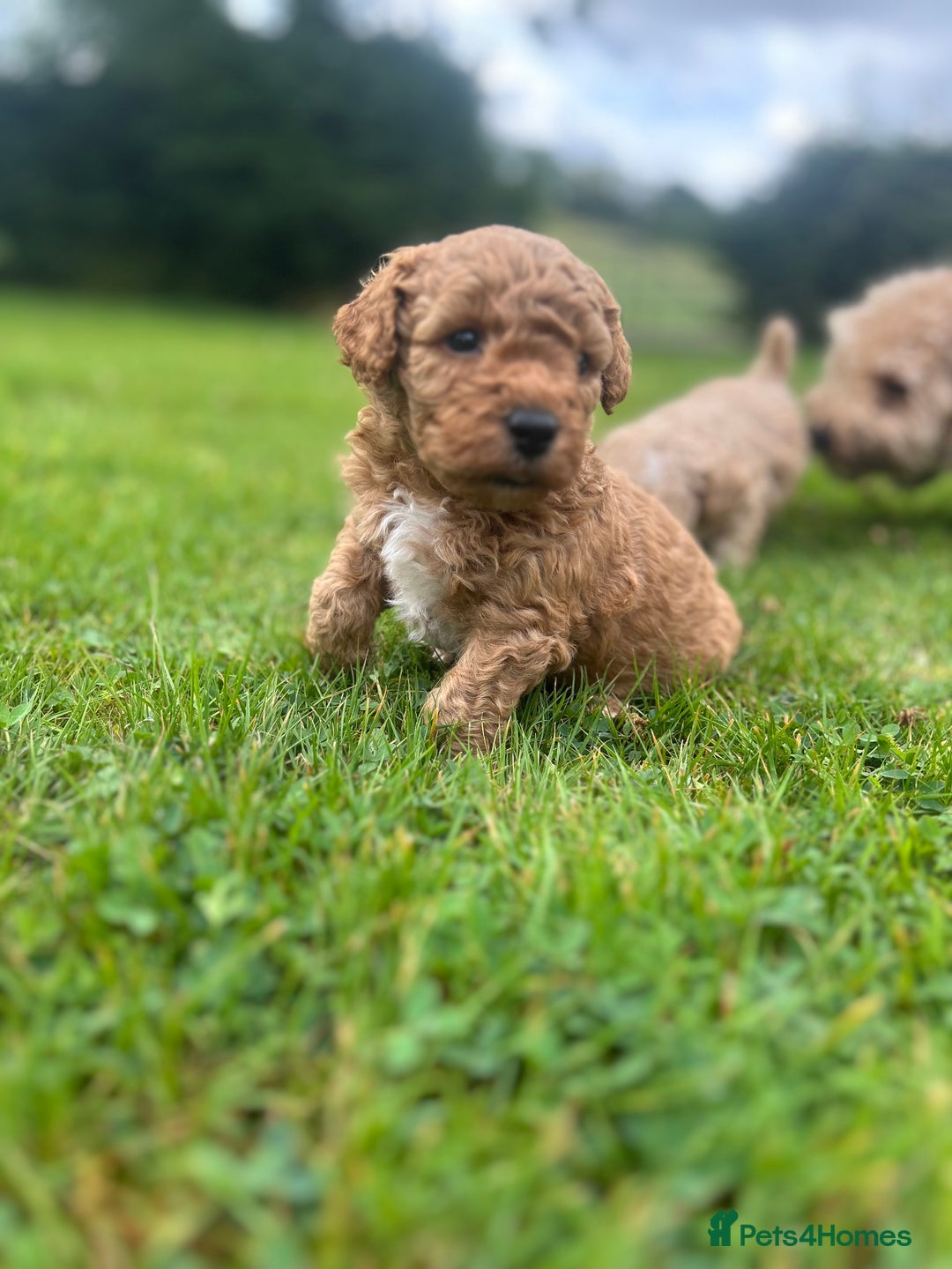 Poochon dogs for sale: Beautiful Poochon puppies - Image 3