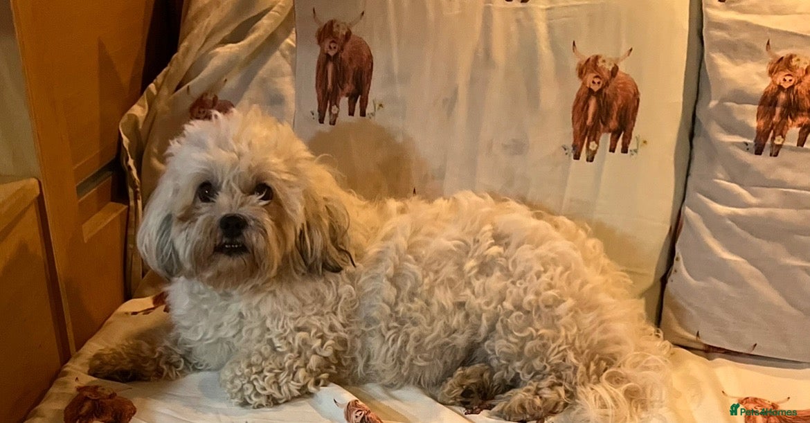 Mixed Breed dogs Little monty needs a loving home - Advert 1