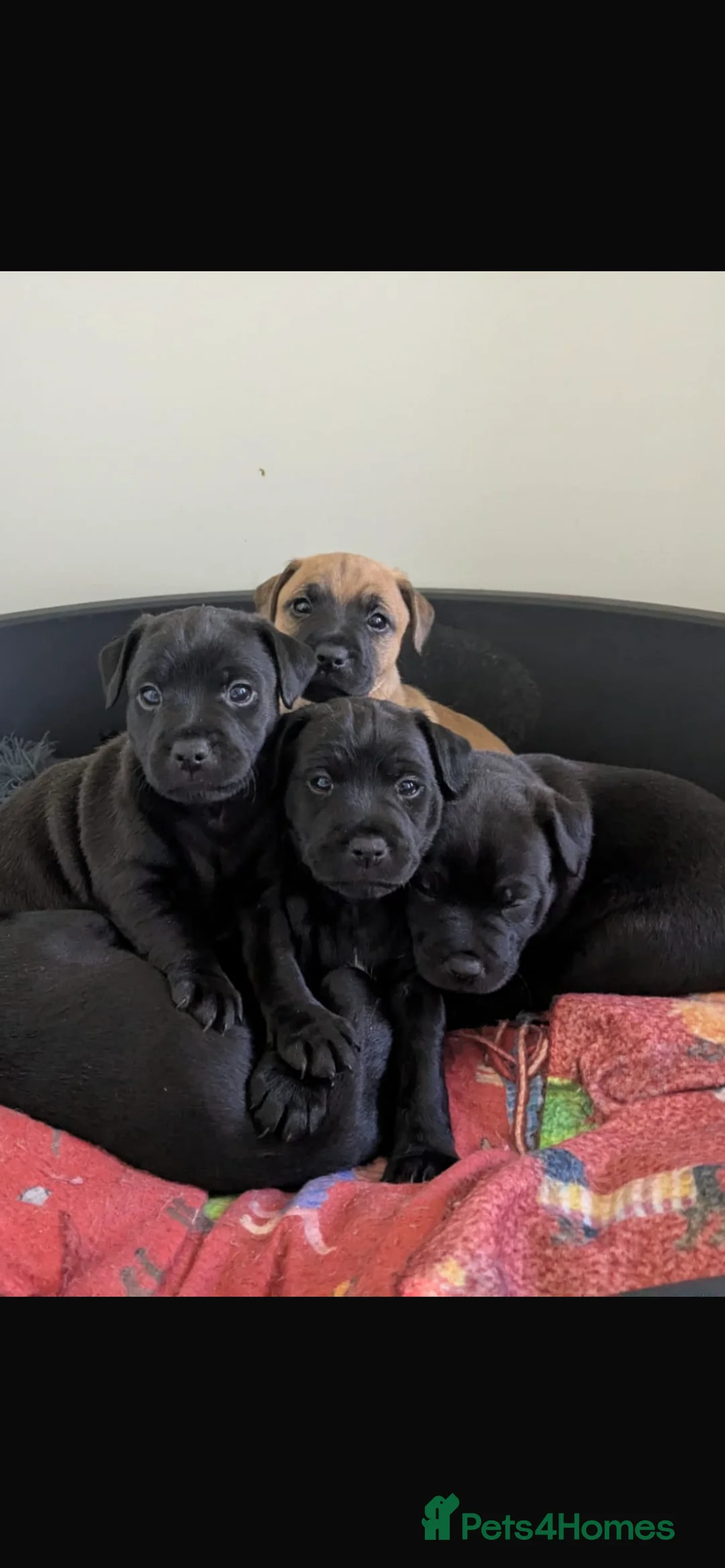 Patterdale Terrier dogs for sale: 3 Patterdale Puppies in Pewsey - Advert 3