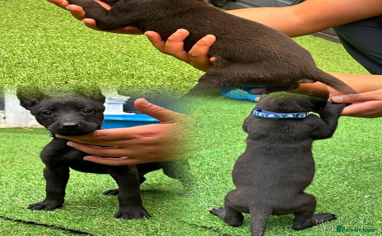 Belgian Shepherd Dog dogs - Advert 5