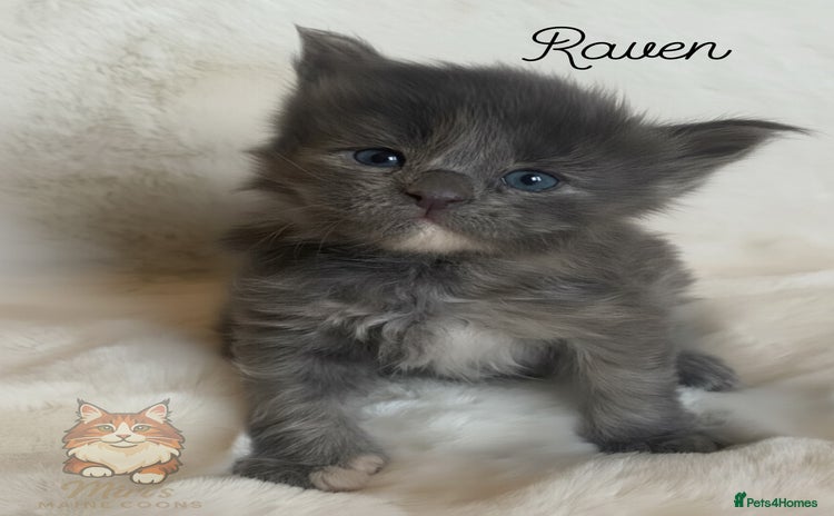 Maine Coon cats GCCF Russian line Maine Coon Kittens - 3 girls - Advert 10