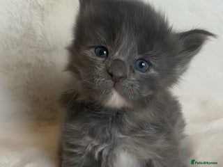 Maine Coon cats GCCF Russian line Maine Coon Kittens - 3 girls - Advert 9