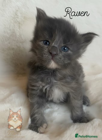 Maine Coon cats GCCF Russian line Maine Coon Kittens - 3 girls - Advert 10