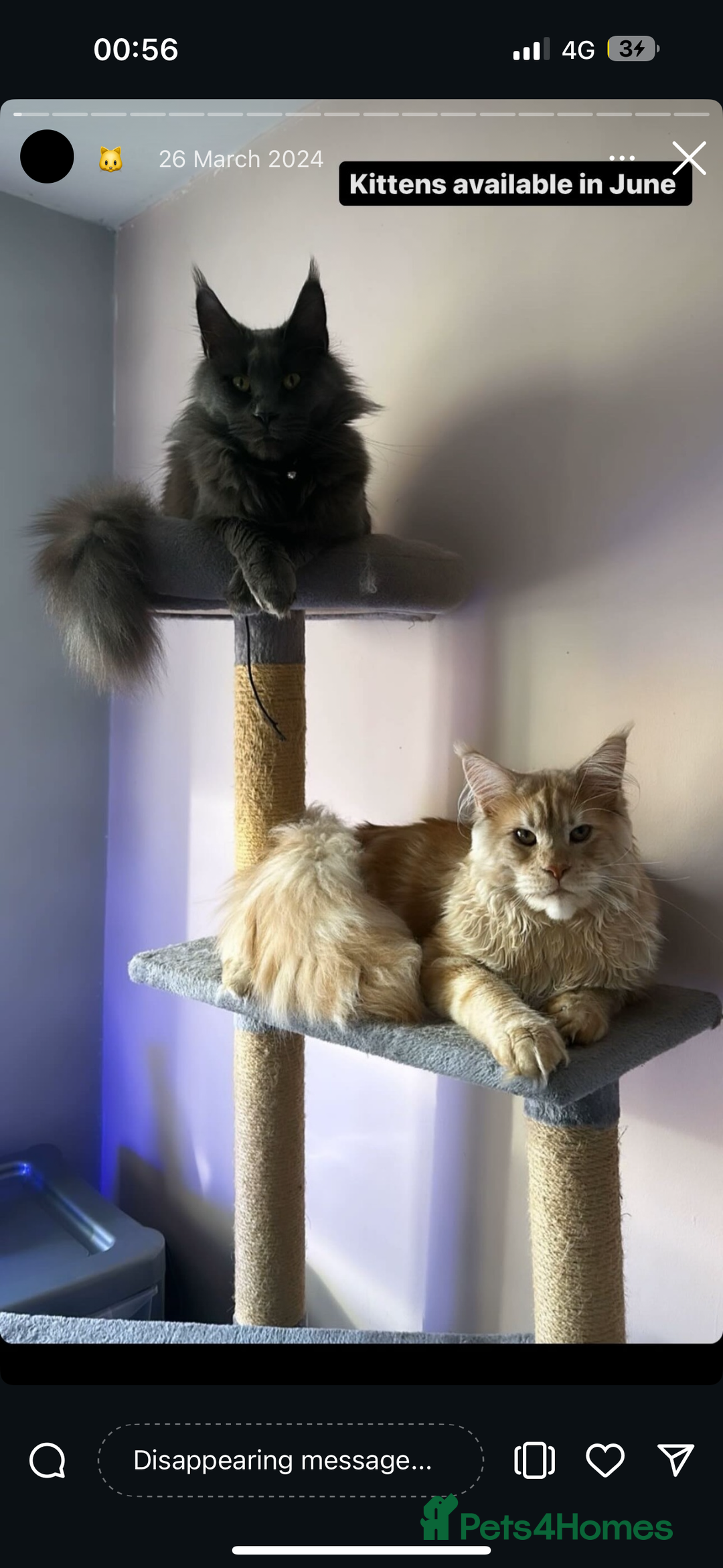 Maine Coon cats for sale: Adorable Maine coon kittens for sale  - Advert 6
