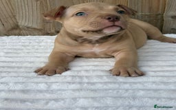 American Bully dogs for sale: Pocket bully puppies *2 females left* - Image 3