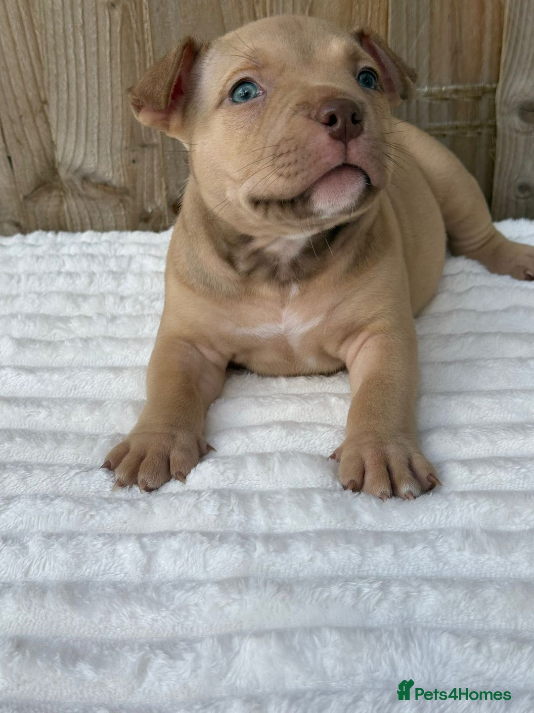 American Bully dogs for sale: Pocket bully puppies *2 females left* - Image 3