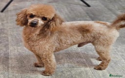 Poochon dogs for sale: Gorgeous Red Toy Poochon Pups fully health tested - Image 15