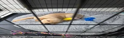 Labrador Retriever dogs for sale: Labrador retriever  - Advert 2