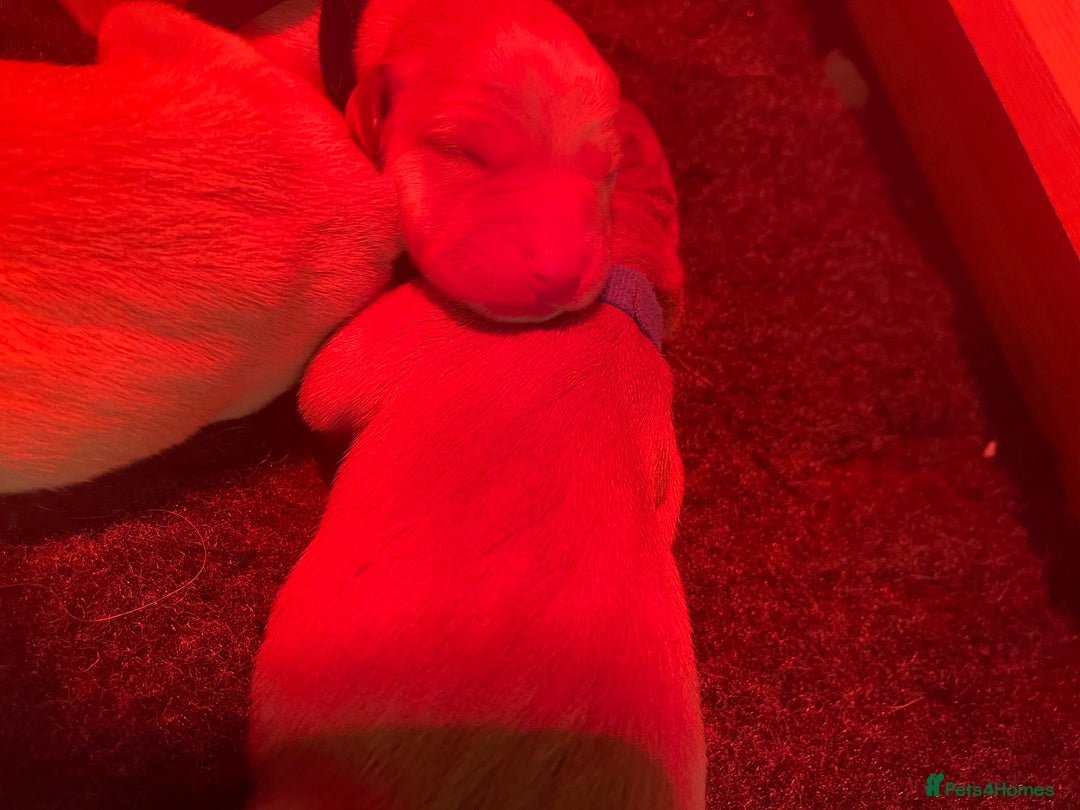 Goldador dogs for sale: Adorable Goldador Puppies - Ready 12th Feb - Advert 8