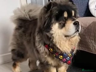 Chow Chow dogs Blue and Cream carry Tan ChowChow puppies - Advert 13