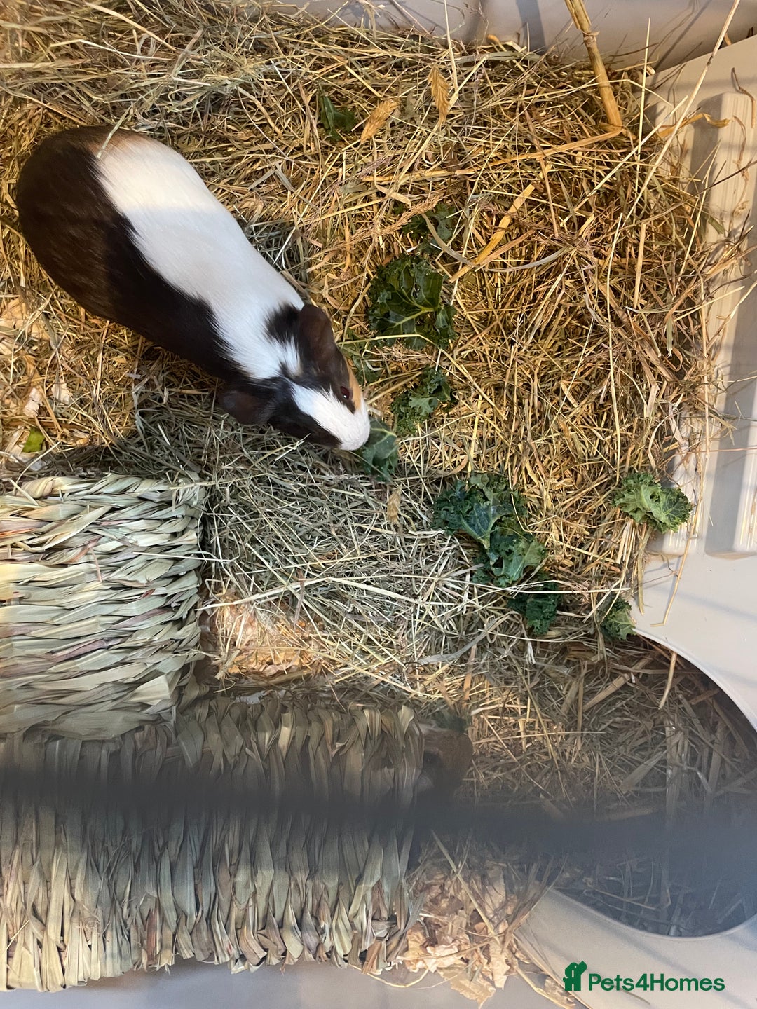 Guinea Pig rodents for sale: Baby boars - Advert 4