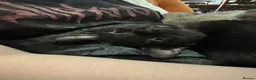 Bombay cats for sale: GCcF reg Bombay (Asian Black)  - Advert 2