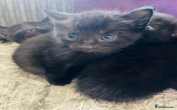Russian Blue cats for sale: Russian blue mix  - Image 29