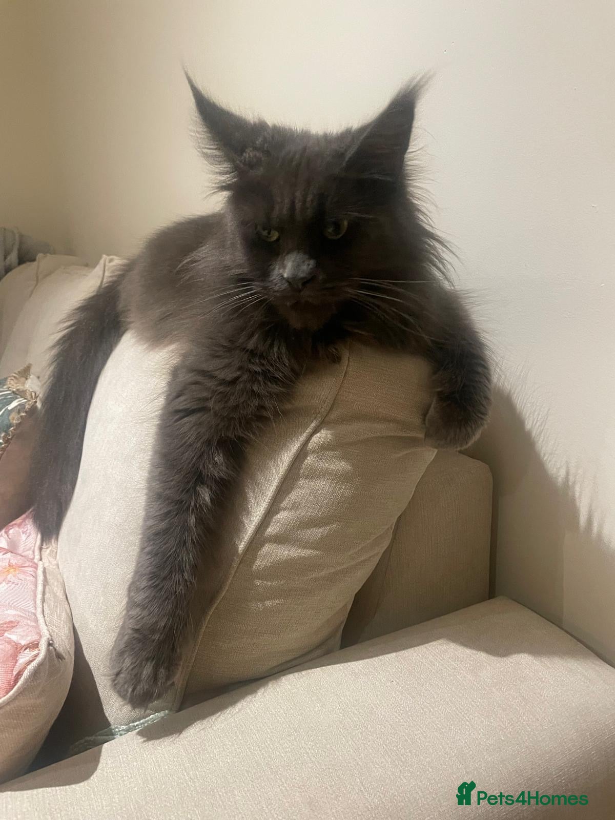 Maine Coon cats Beautiful TICA Registered Maine Coon Kittens Avail - Advert 1