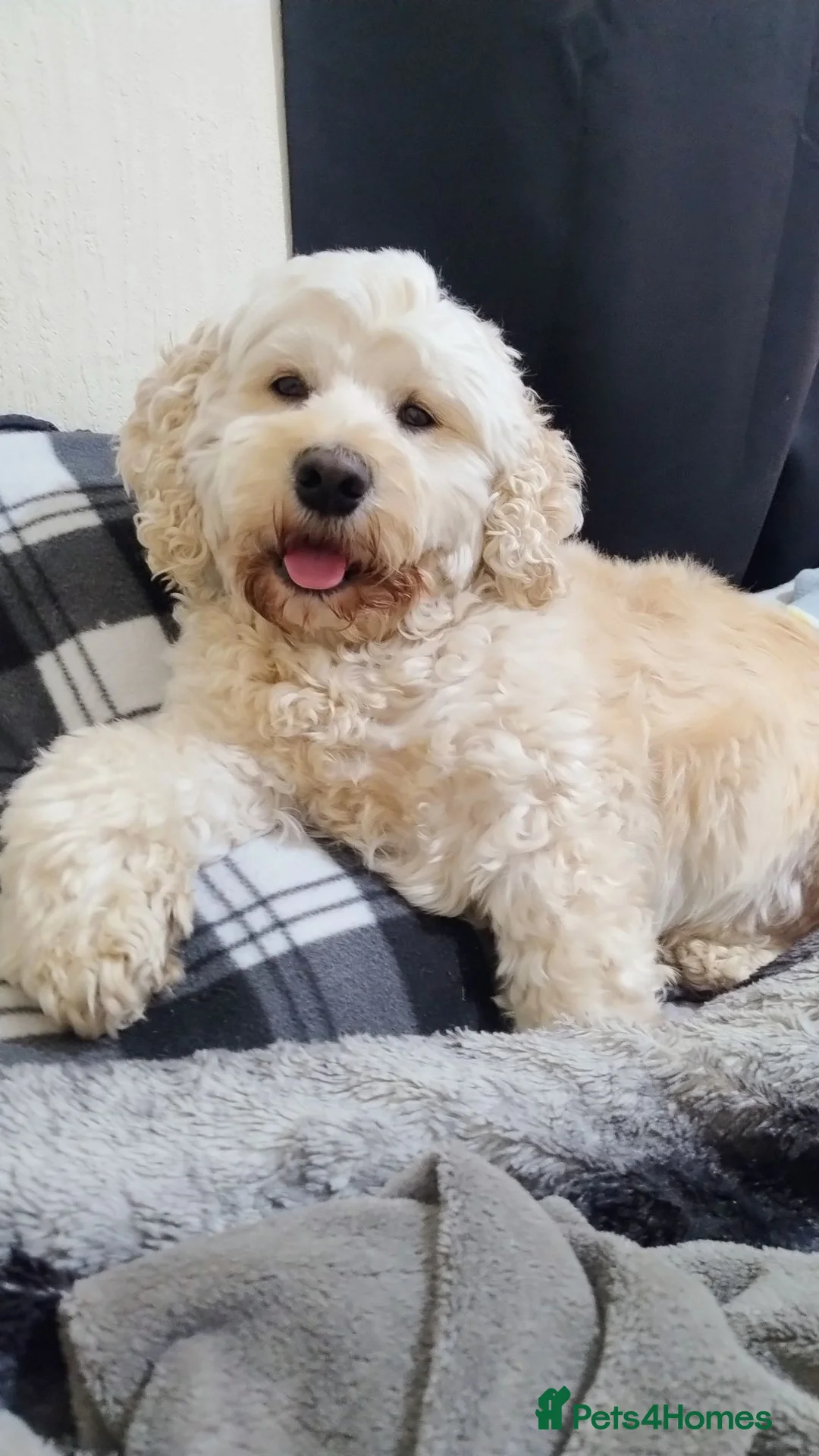 Mixed Breed dogs for stud: Ralfie's available for stud with any similar breed - Advert 2