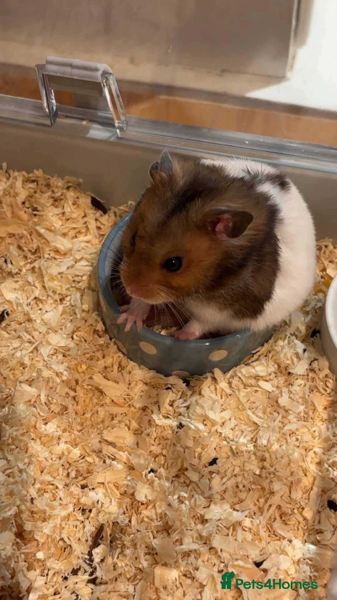 Hamster rodents for sale: Syrian Hamster  in Greenford - Advert 7