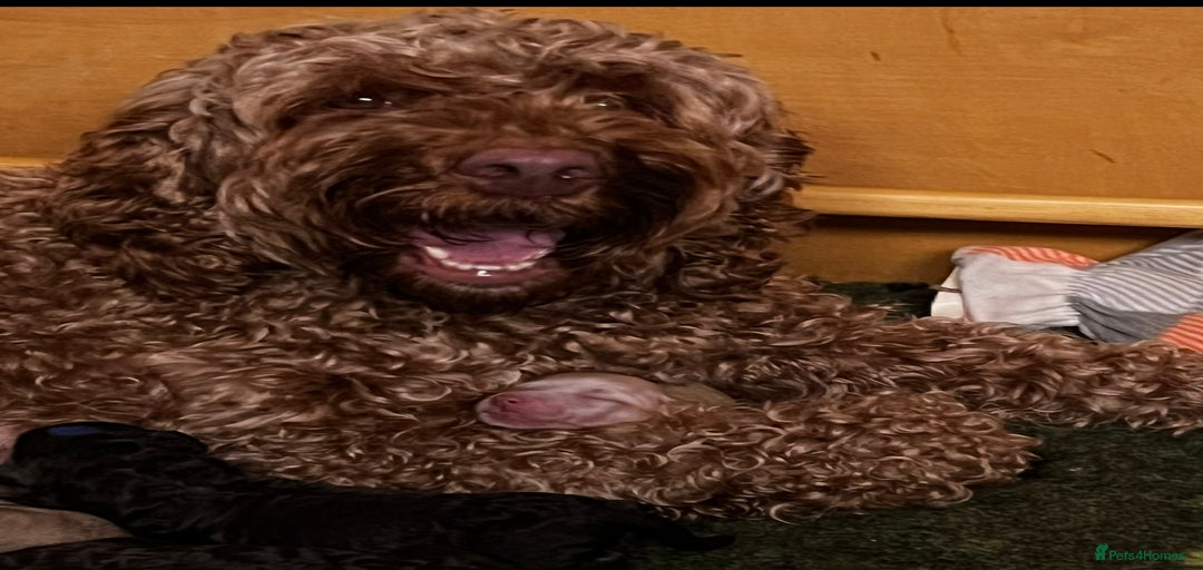 Gallery Image {{count}}