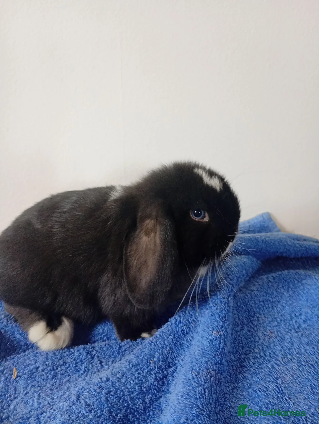 Mini Lop rabbits for sale: Gorgeous female mini lop to reserve in Glasgow - Advert 2