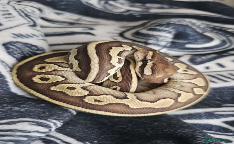 Snake reptiles - Advert 2