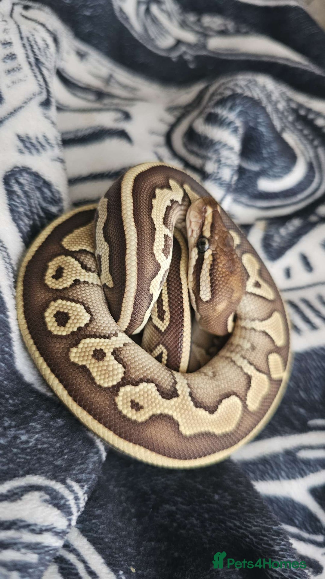 Snake reptiles for sale: Femalw leopard phantom ball python - Image 1