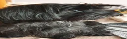 Havapoo dogs for sale: 3 Havapoo. 5 star breeder. - Advert 2