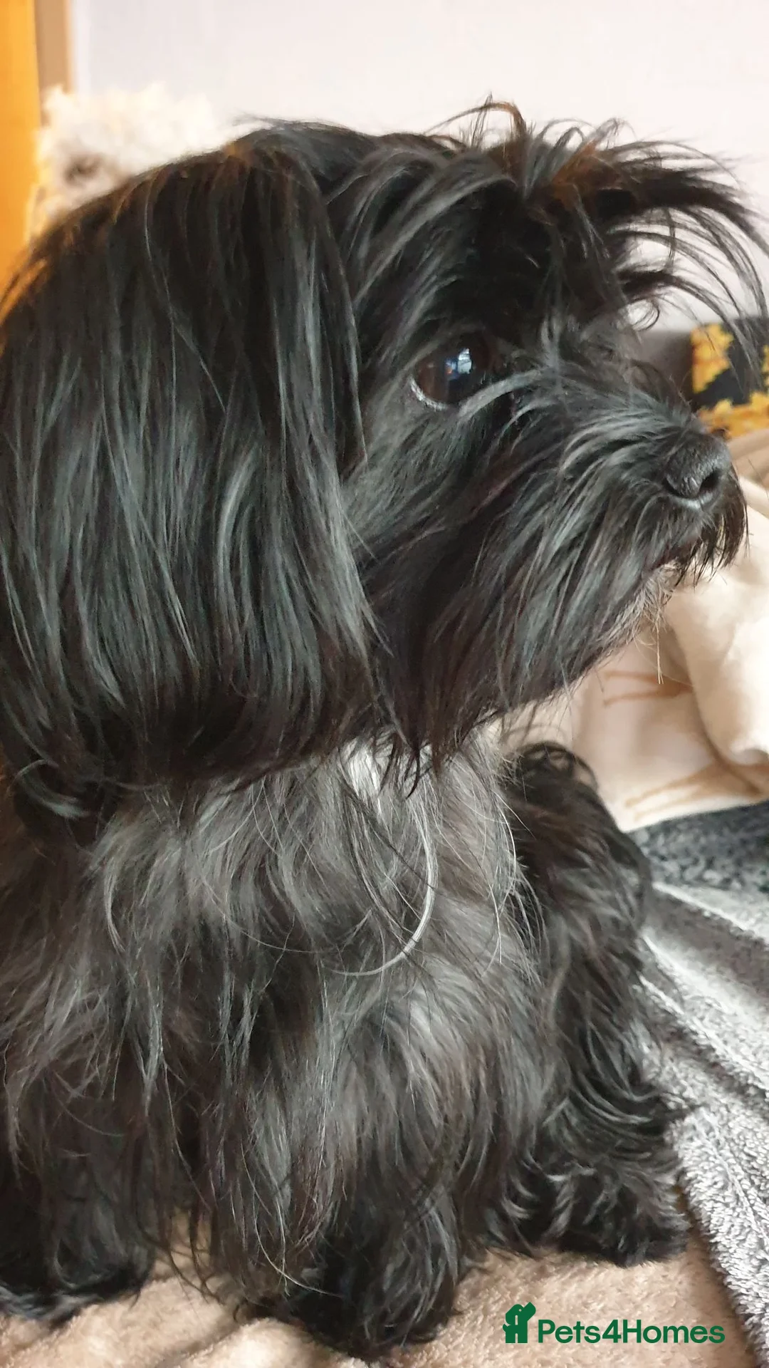 Havapoo dogs for sale: 3 Havapoo. 5 star breeder. - Advert 2
