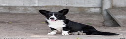 Welsh Corgi Pembroke dogs for adoption: ROGER – Welsh Corgi Pembroke (Male) - Advert 2