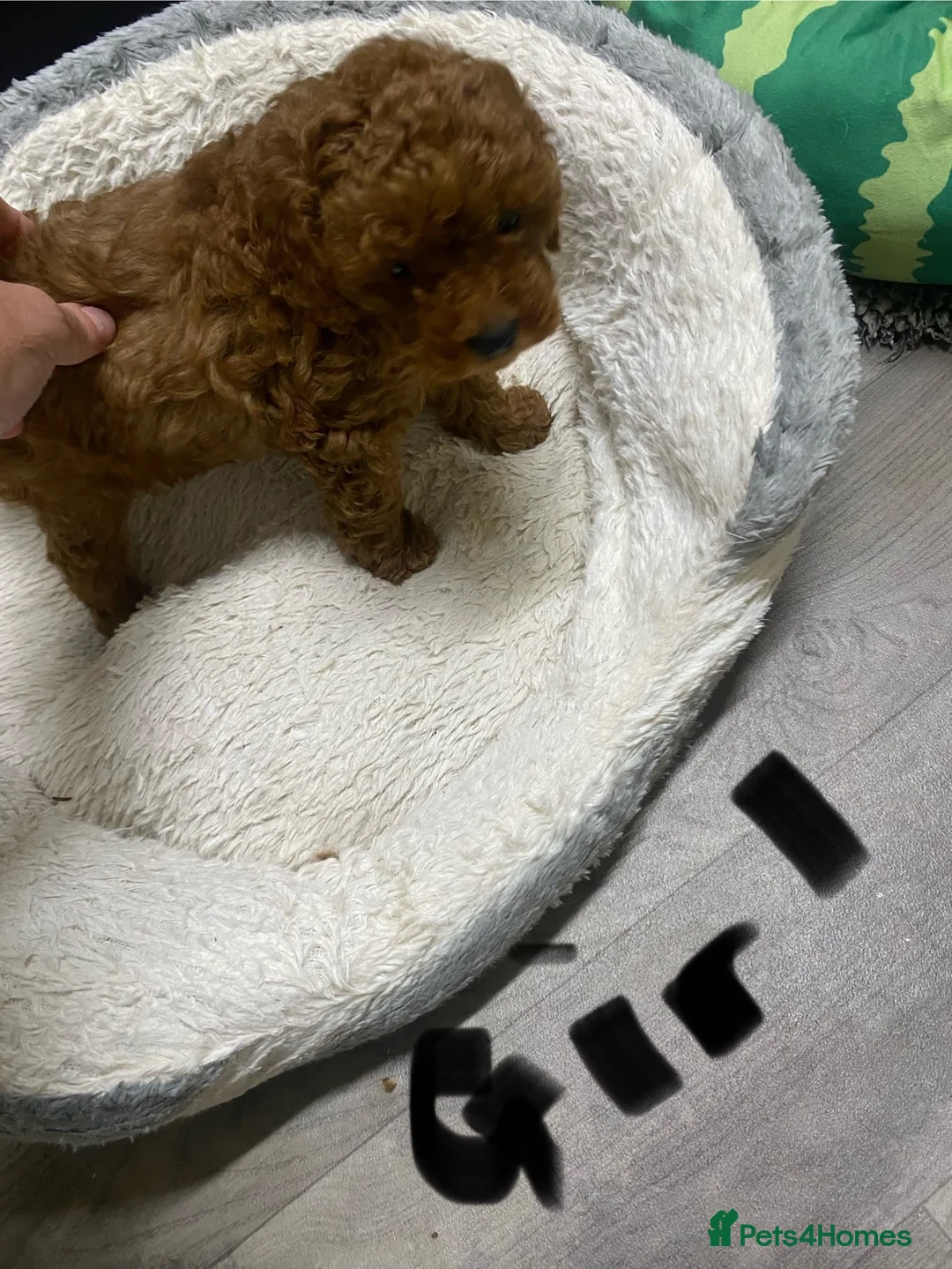 Cavapoo dogs for sale: Cavapoo babies  - Advert 2