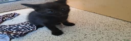 Mixed Breed cats for sale: 1x fluffy boy 1x short hair girl in Truro - Advert 4