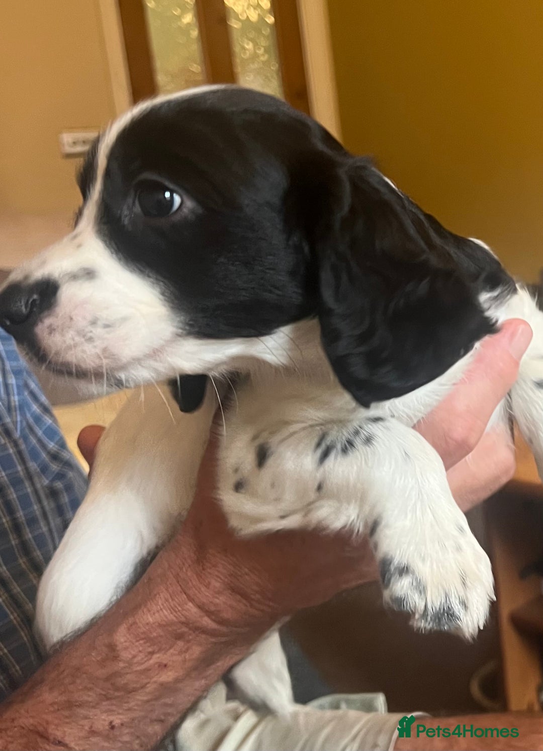 Cocker Spaniel dogs for sale: Working cocker pups - only 2 left - Image 30