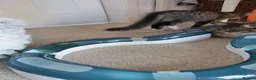 Mixed Breed cats for sale: Gorgeous kittens in Largs - Advert 2