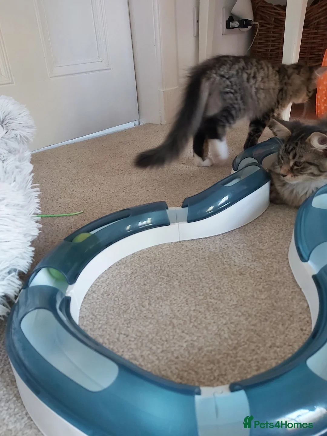 Mixed Breed cats for sale: Gorgeous kittens in Largs - Advert 2