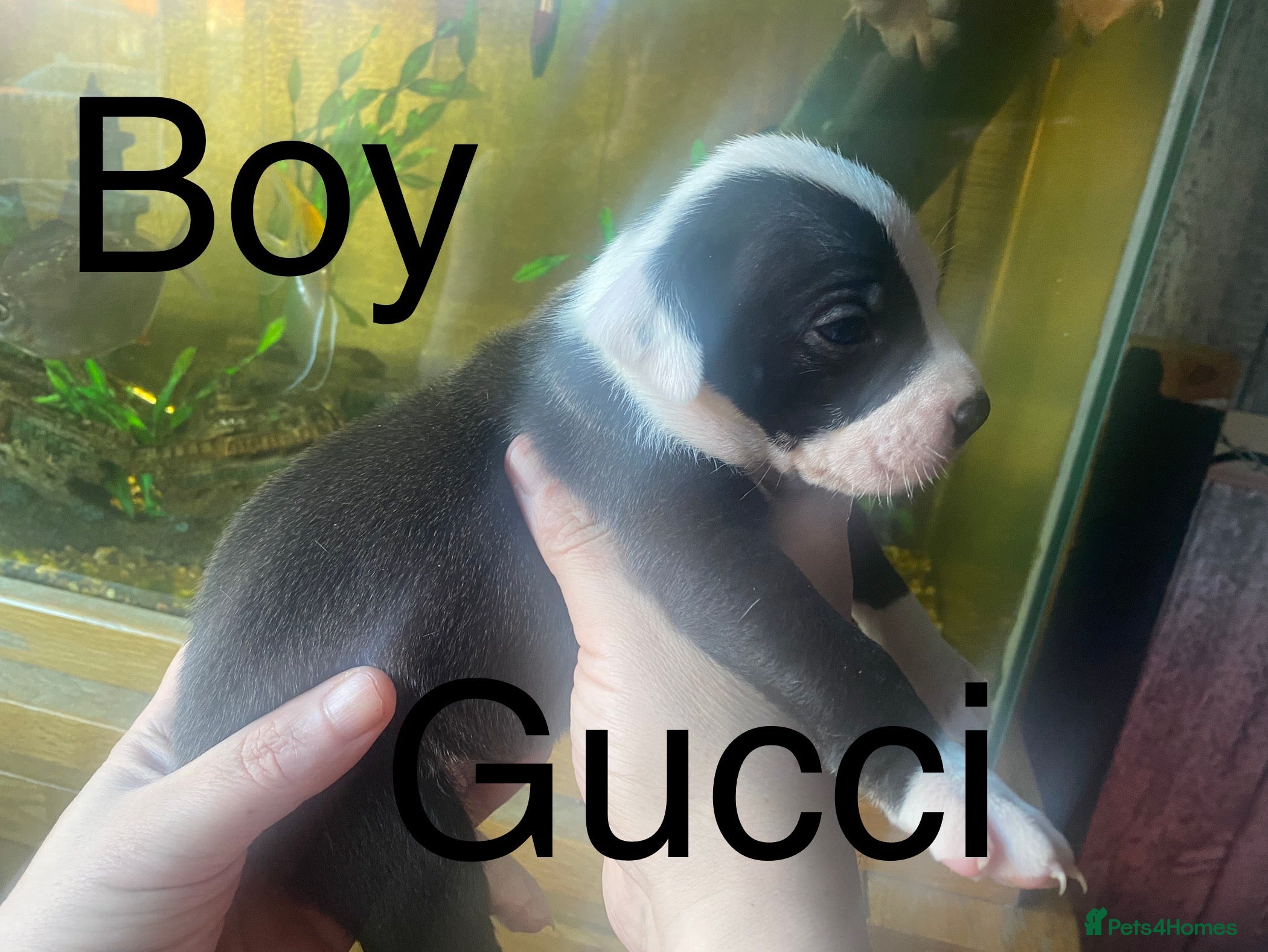 Staffordshire Bull Terrier dogs Beautiful litter of 10  - Advert 2