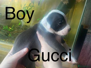 Staffordshire Bull Terrier dogs Beautiful litter of 10 - Advert 2