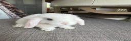 Mini Lop rabbits for sale: Lovely handsome mini lop bucks. - Advert 12