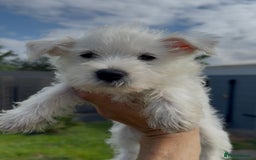 West Highland Terrier dogs for sale: West Highland Terriers show bloodlines - Image 6