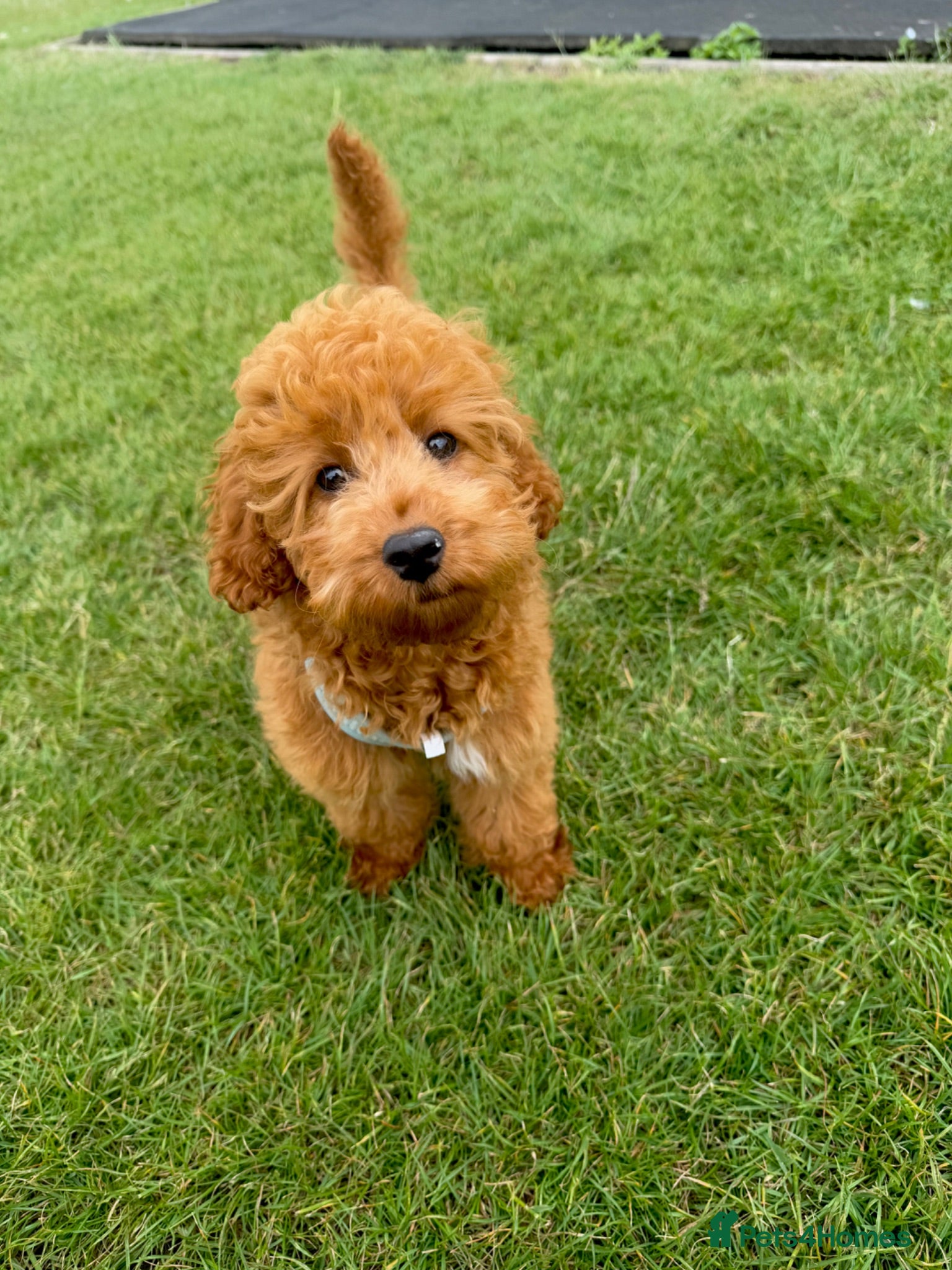 Cockapoo dogs Cockapoo puppy - Advert 2
