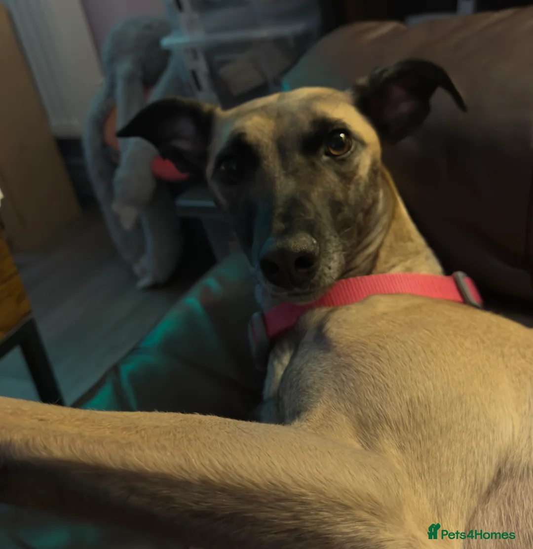 Mixed Breed dogs for sale: Grey/Mali cross - Advert 2