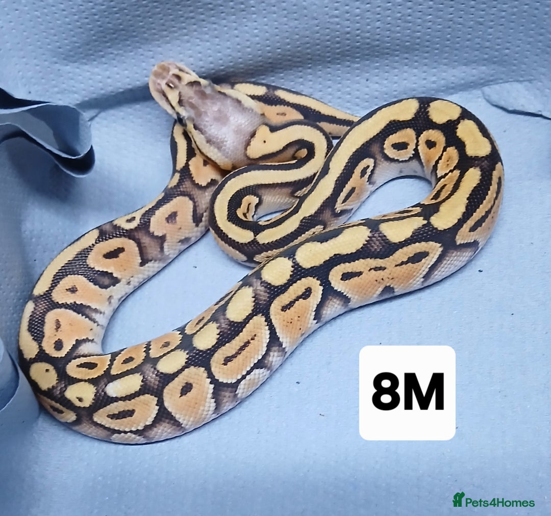 Python Snake reptiles for sale: Hatchling Male Royal Python's  - Advert 7