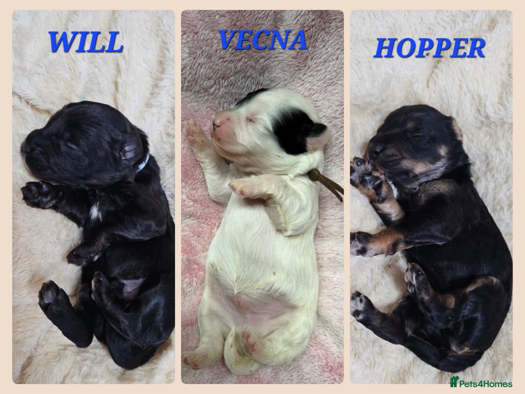 Cavapoo dogs for sale: STUNNING FULLY HEALTH TESTED F1B CAVAPOO  - Advert 12