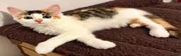 Ragdoll cats for sale: Calico Ragdoll Cross Female Kitten Ready Now - Advert 1