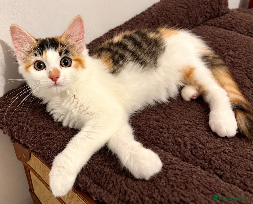 Ragdoll cats for sale: Calico Ragdoll Cross Female Kitten Ready Now - Advert 1