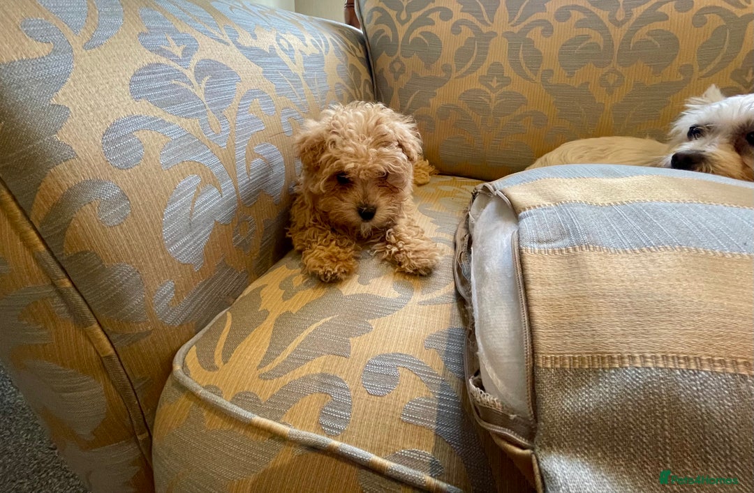 Maltipoo dogs for sale: Fur babys - Image 4