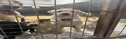 Labrador Retriever dogs for sale: Labrador puppies  - Advert 4